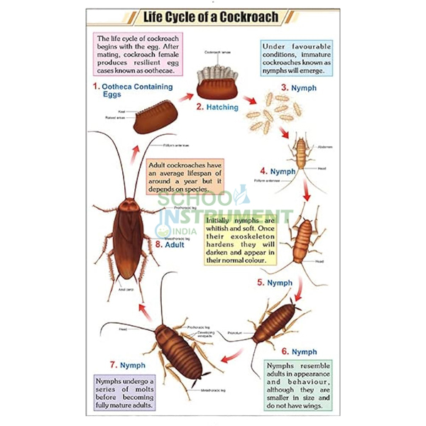 Cockroach Charts, Zoology